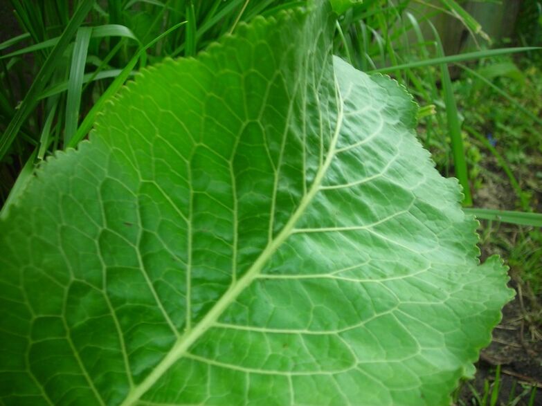 Meerrettich gegen zervikale Osteochondrose